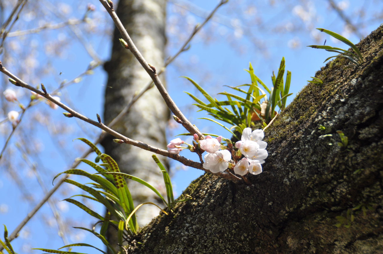 千葉県市川市にある里見公園ならば一人でも花見を楽しめます♪
